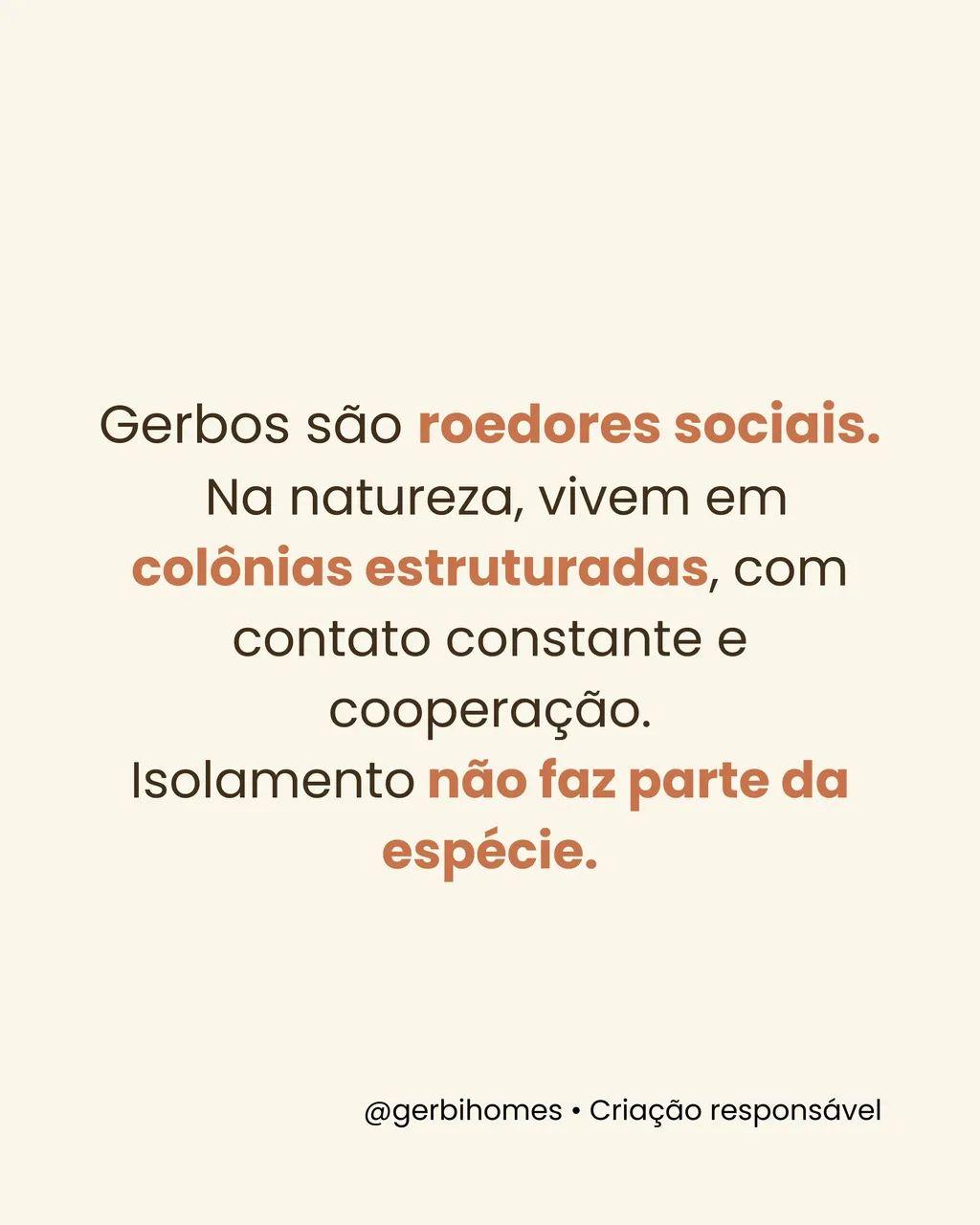 Gerbil |Esquilo da Mongólia| Gerbo 