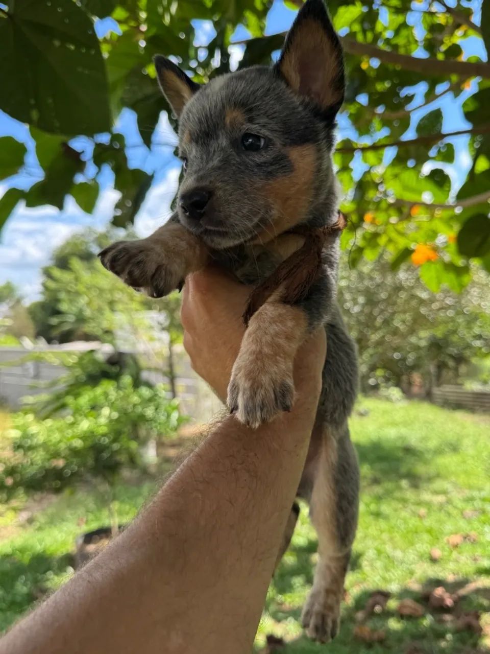 Boiadeiro australiano blue heeler e red heeler - Cachorros - Frizon ...