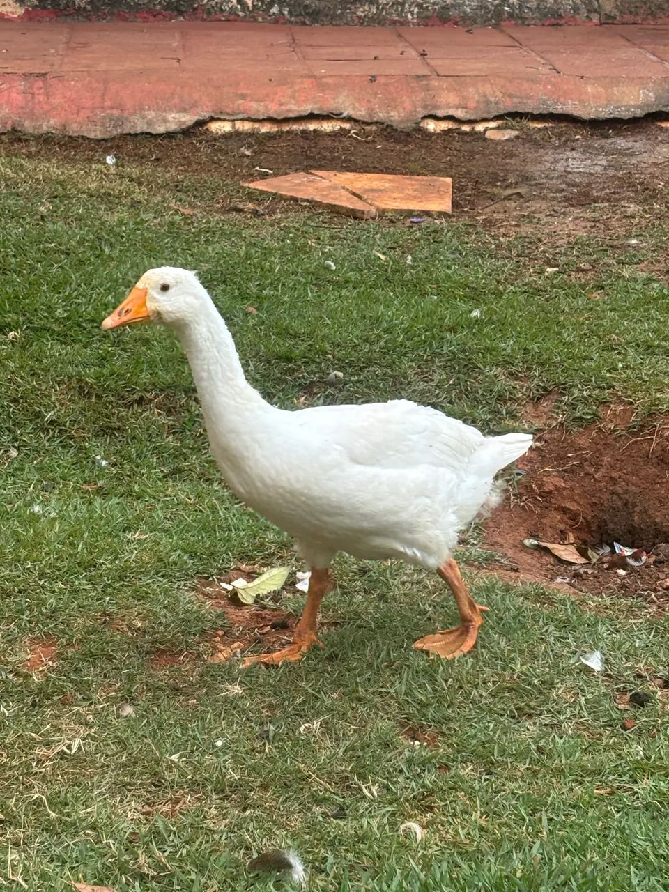 Ganso - Foto 4