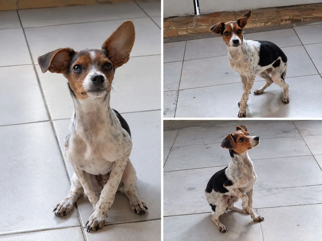 Pinscher 