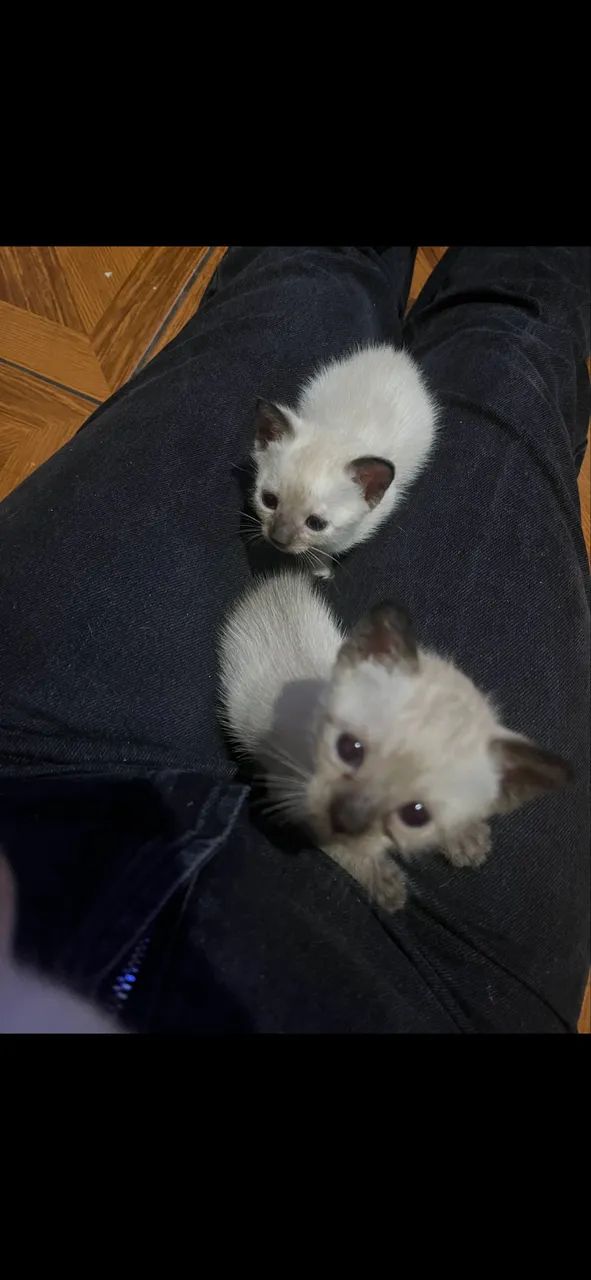 Estou doando esses gatinhos - Foto 3