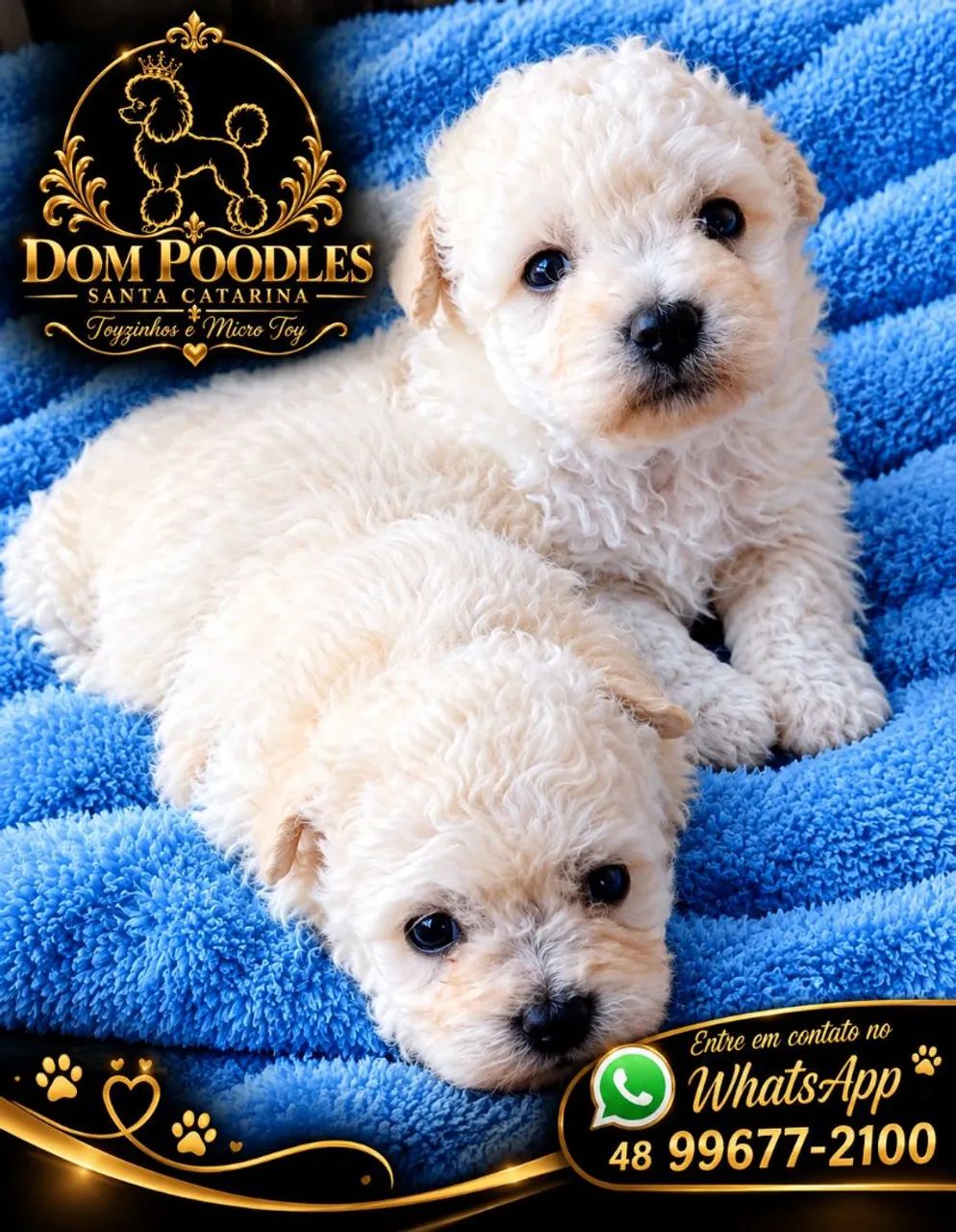 Poodle micro toy e toyzinhos 