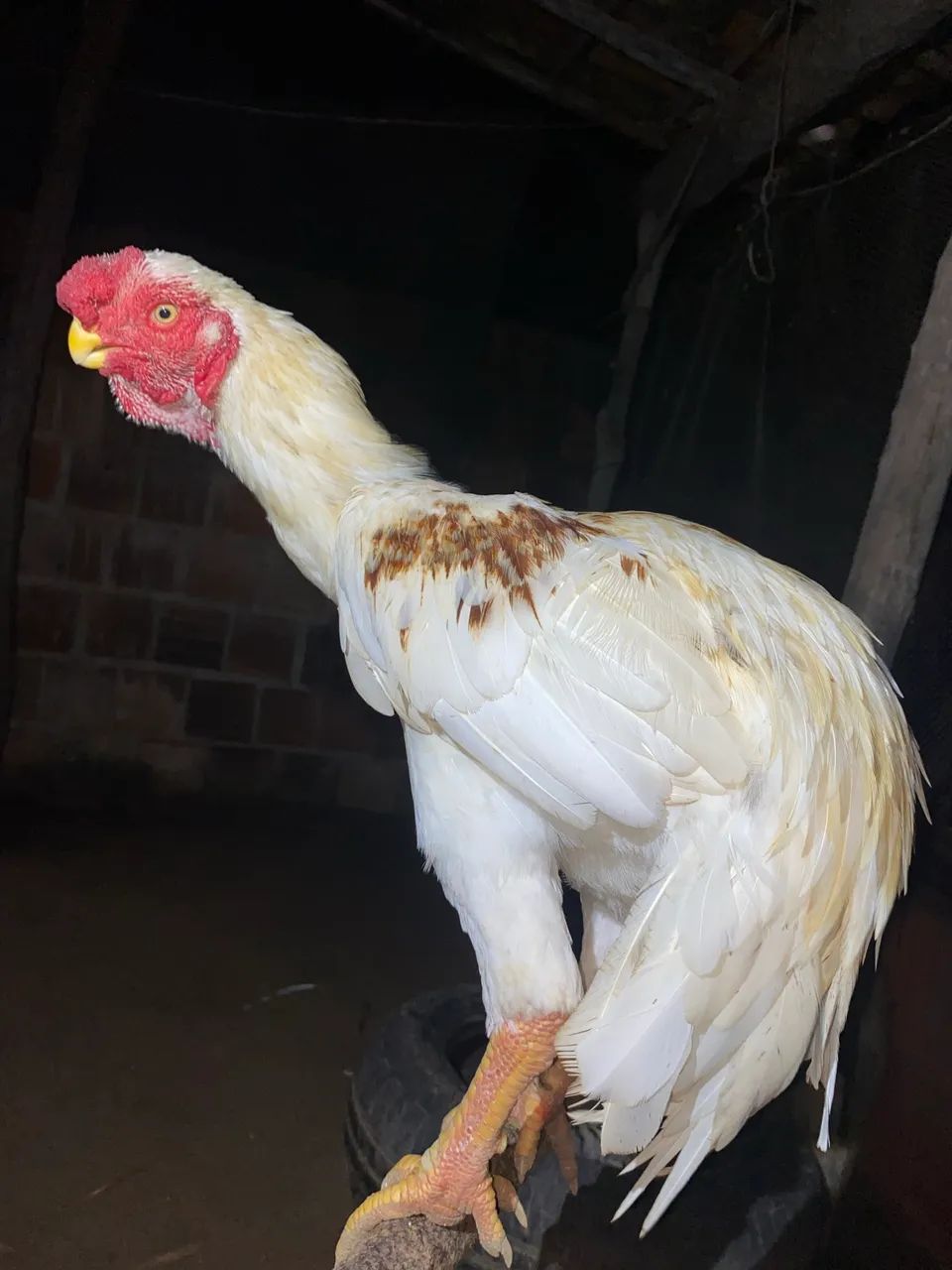 Frango Bico curto - Foto 4