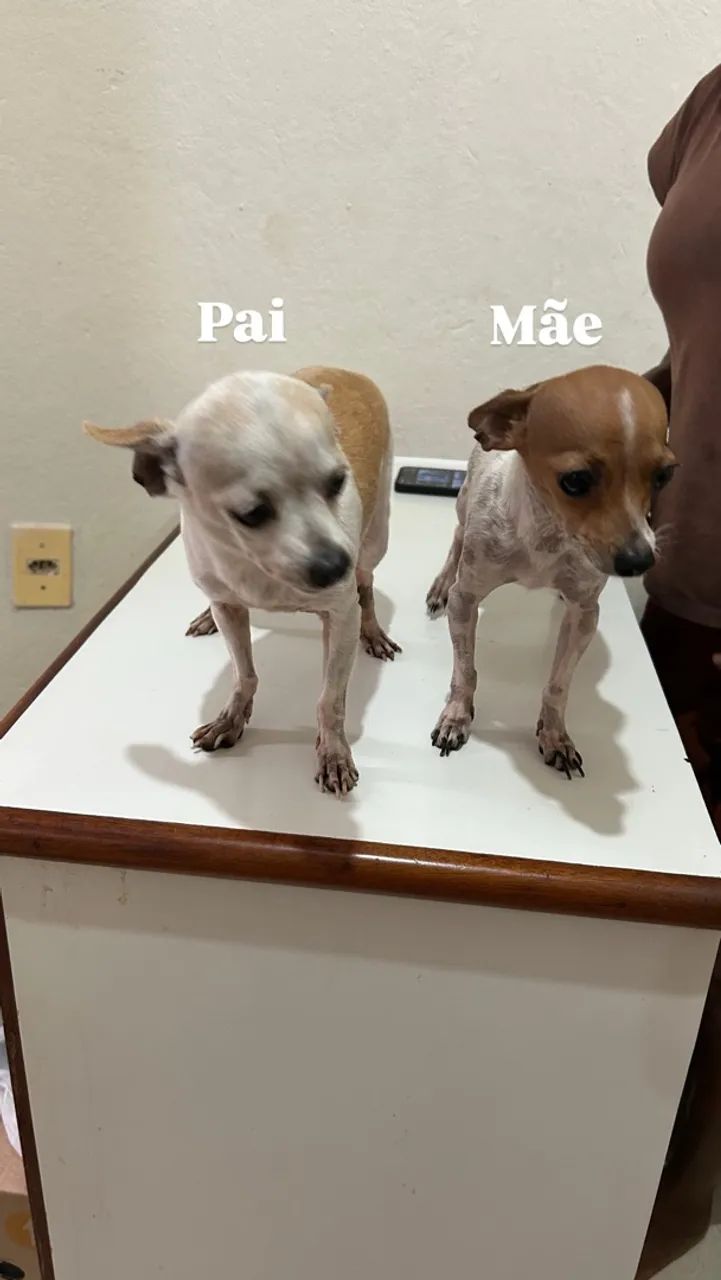Vendo Pinscher - Foto 3