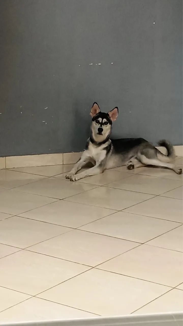 Doação responsável Husky 