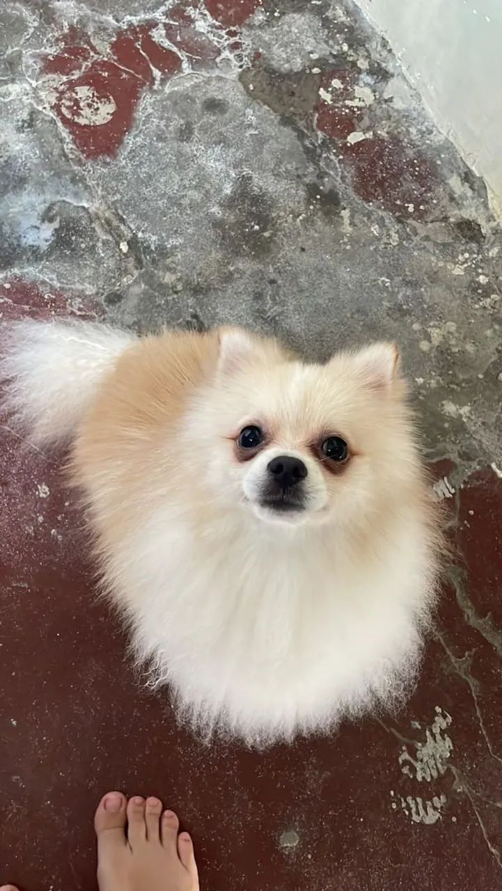 Lindo Lulu procurando uma namorada  - Foto 3