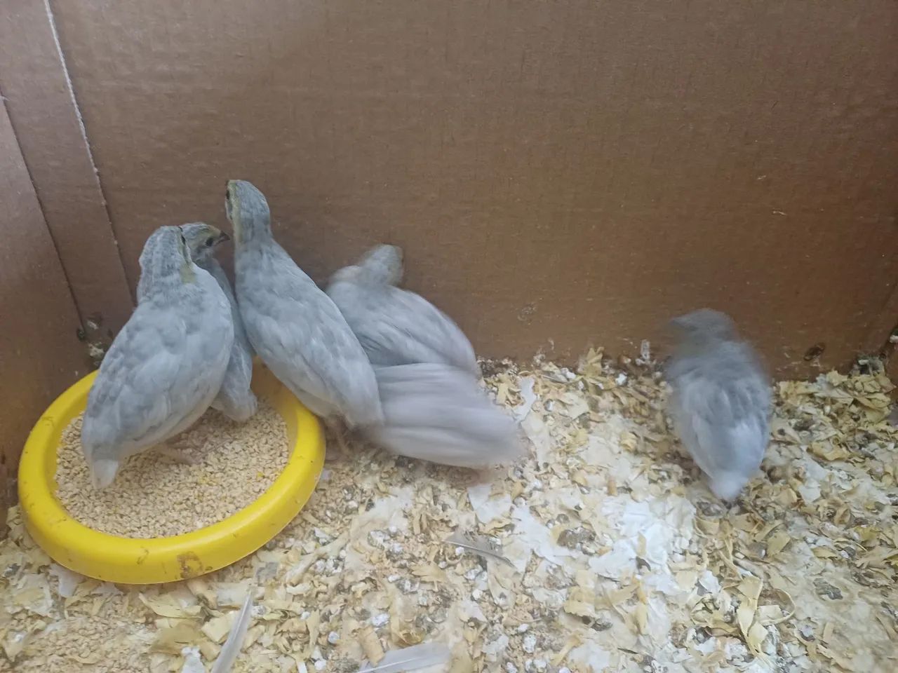 Codorna cinza - Foto 2