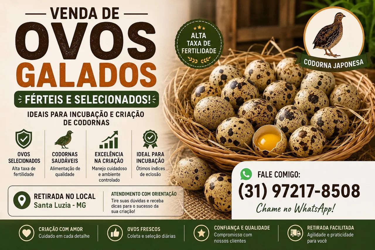 Ovos de Codorna Japonesa para Incubação