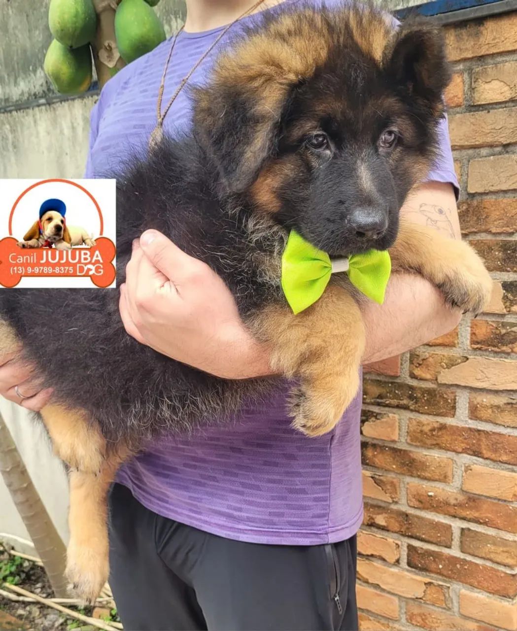 Pastor alemão lindo, vacinado e microchipado - Foto 4