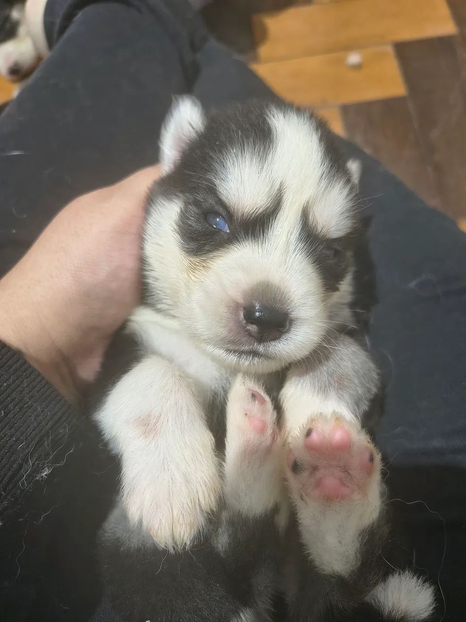 Husky siberiano  - Foto 3