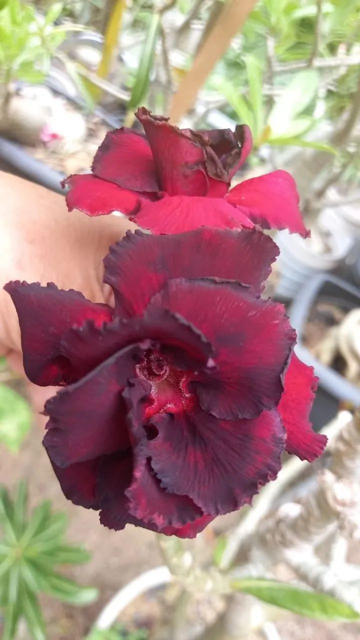 Flor do Deserto