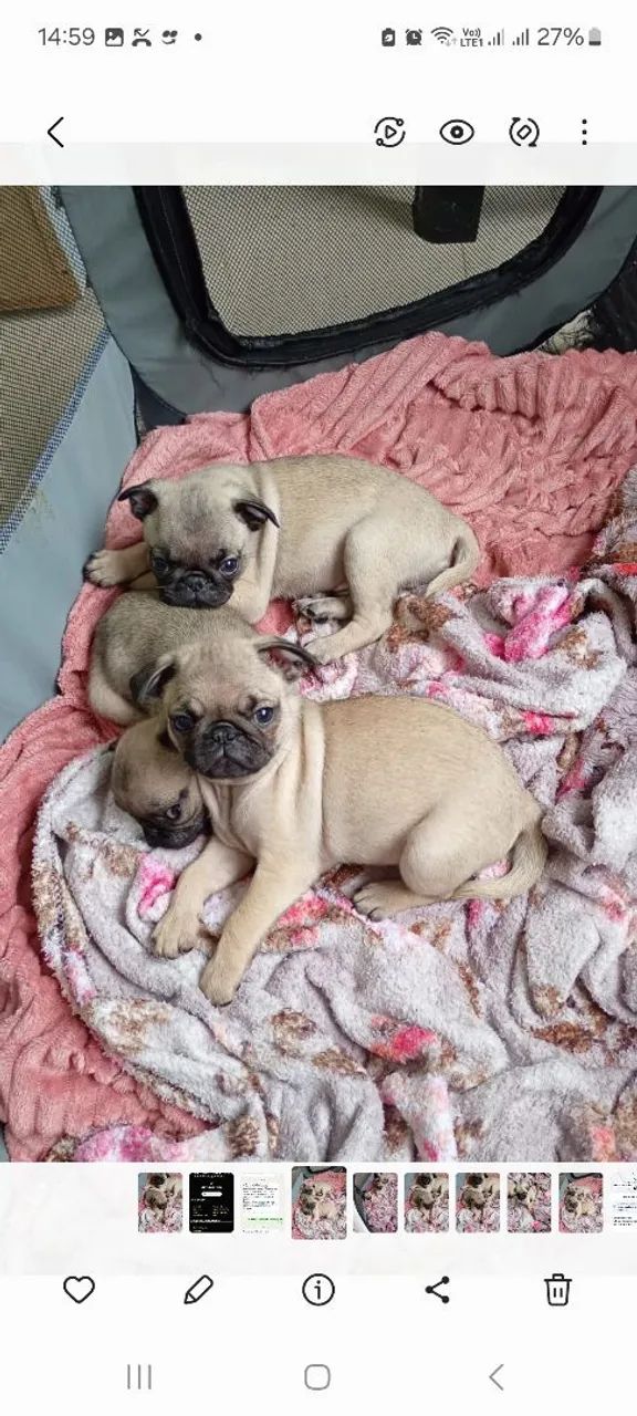 Pug - Foto 2
