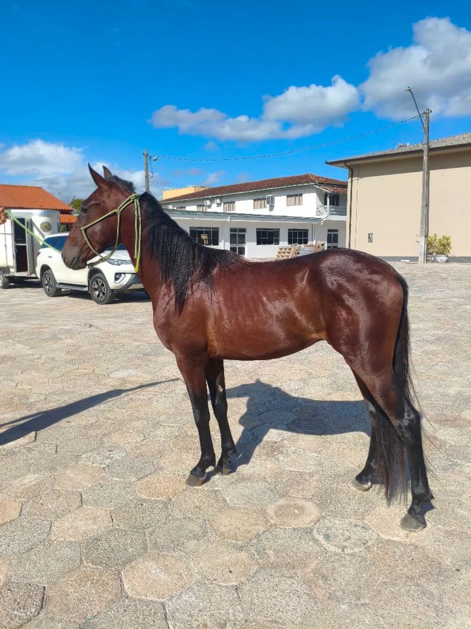 Cavalo American Trother  - Foto 5