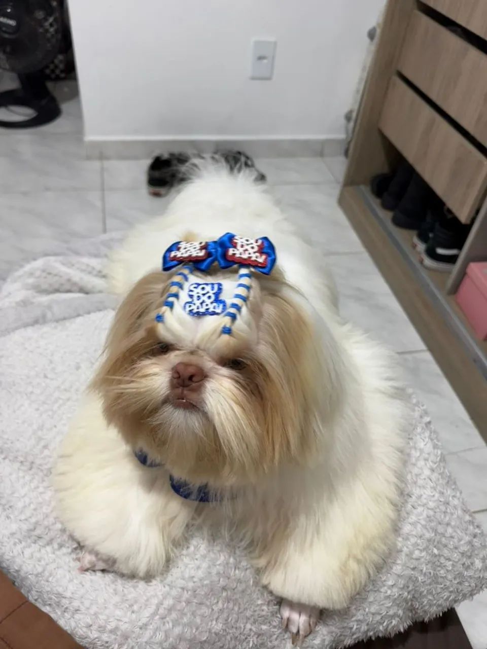 Shitzu  - Foto 3