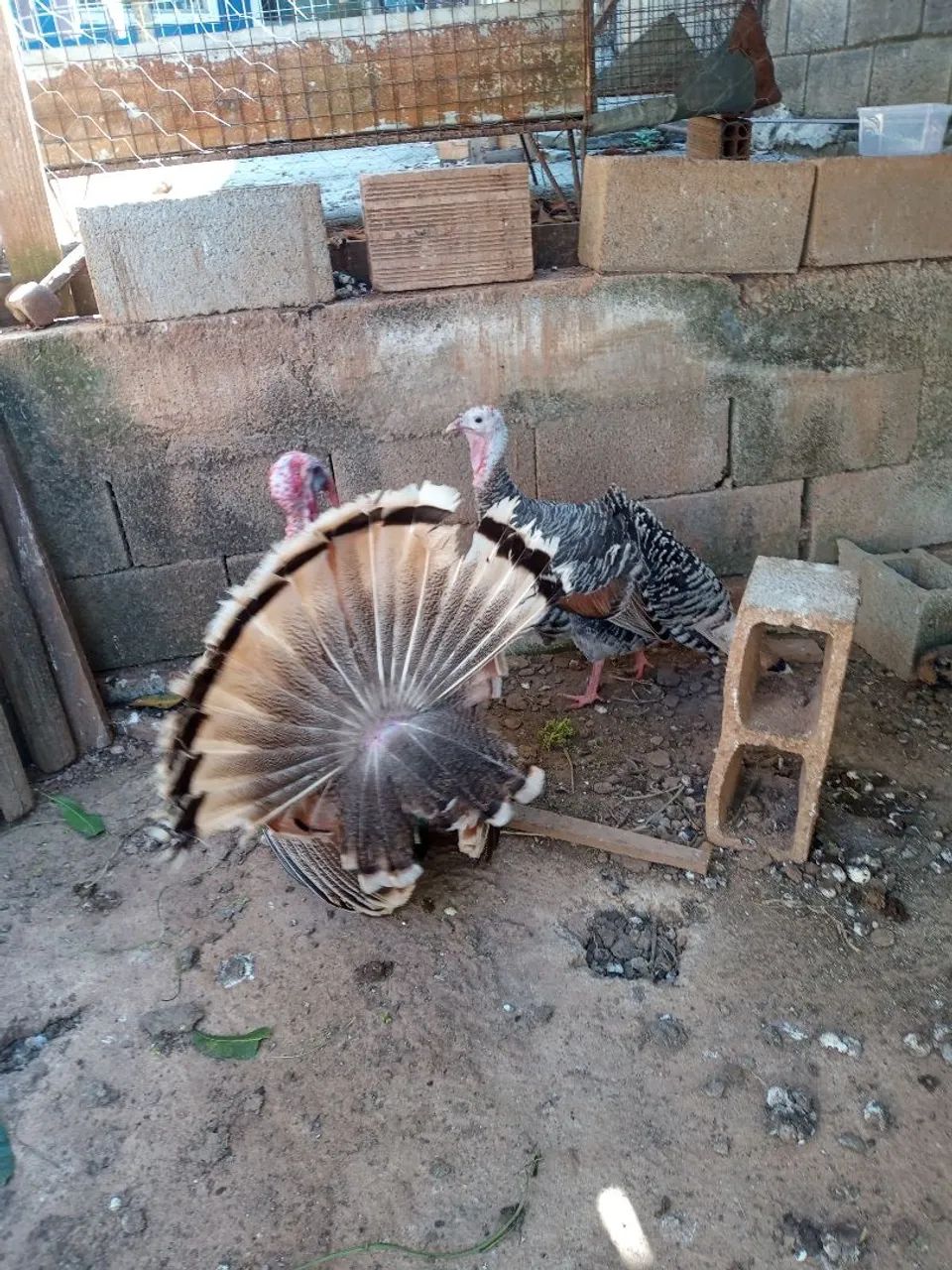 Casal de perus e ovos galado  - Foto 2