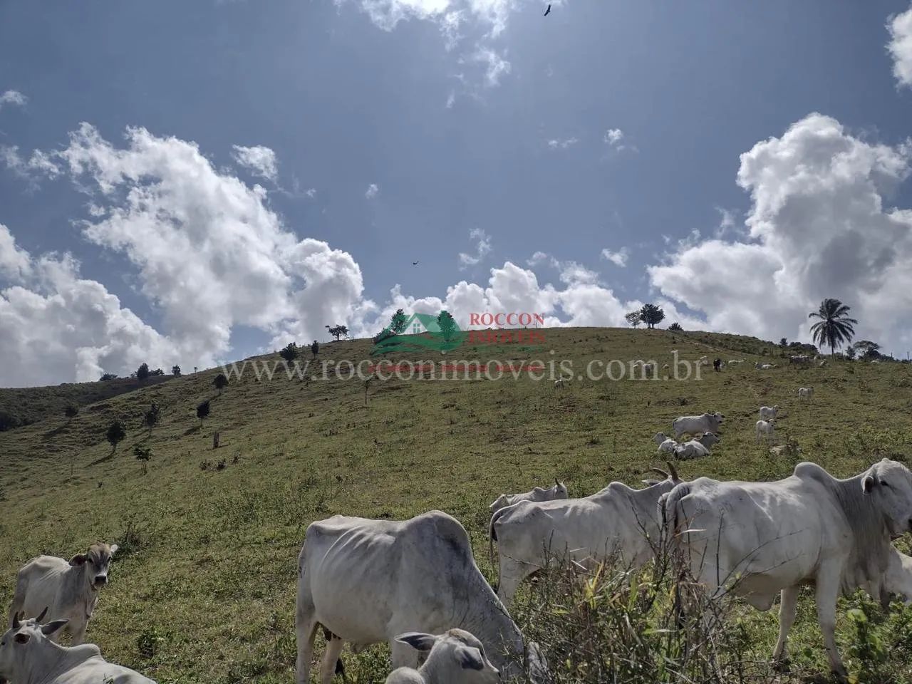FAZENDA EM ITAMARAJU/BA ESCRITURADO E REGISTRADO