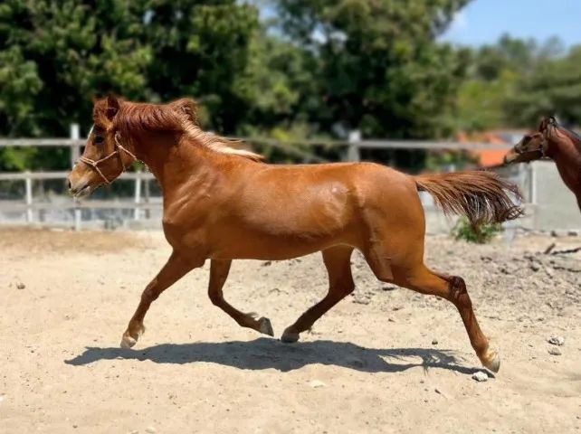 Cavalo - Foto 4