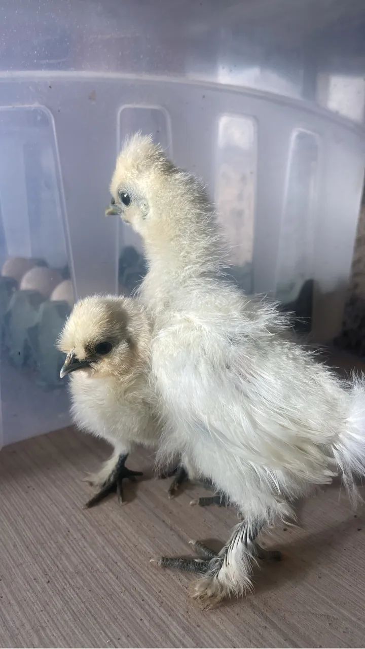 Sedosa do Japão  - Foto 3