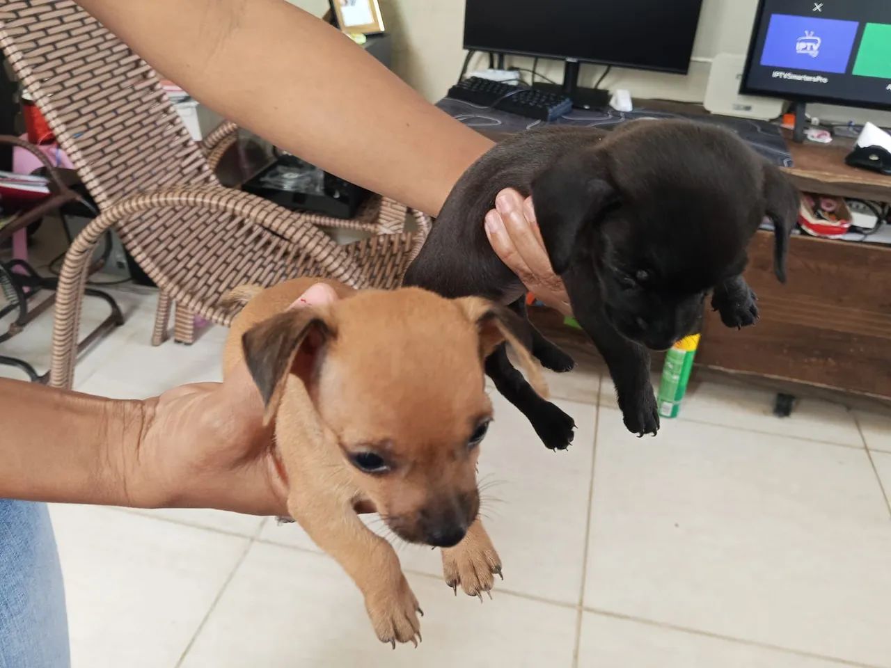 Cachorro Pincher  - Foto 2