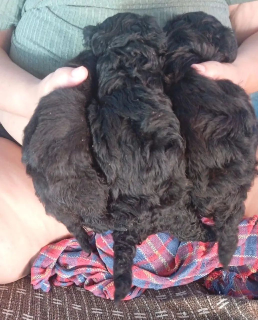 Poodle toy  - Foto 5