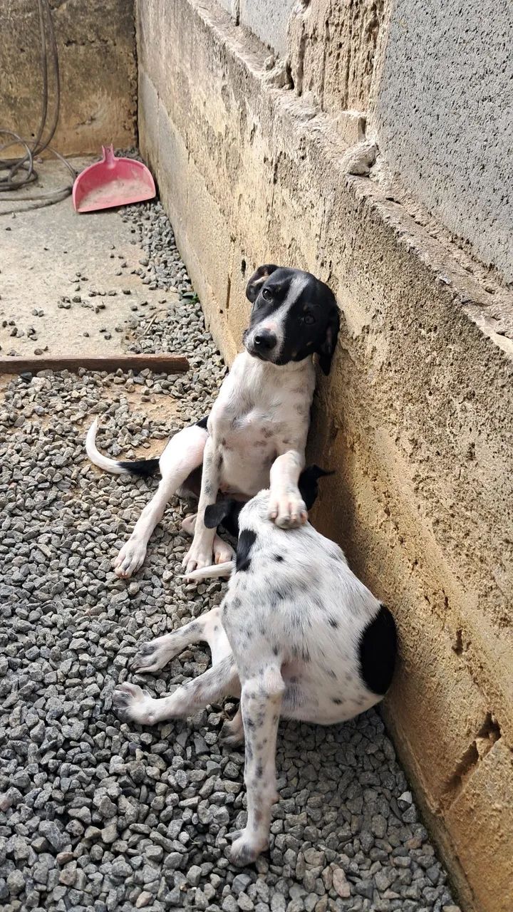 Adoção responsável cachorrinho (macho) - Foto 2