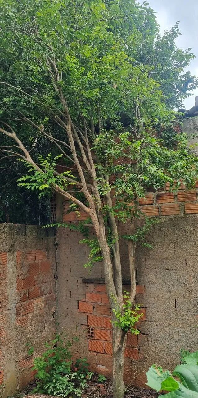 Pé de Jabuticaba na enxertado 4 metros - Foto 2