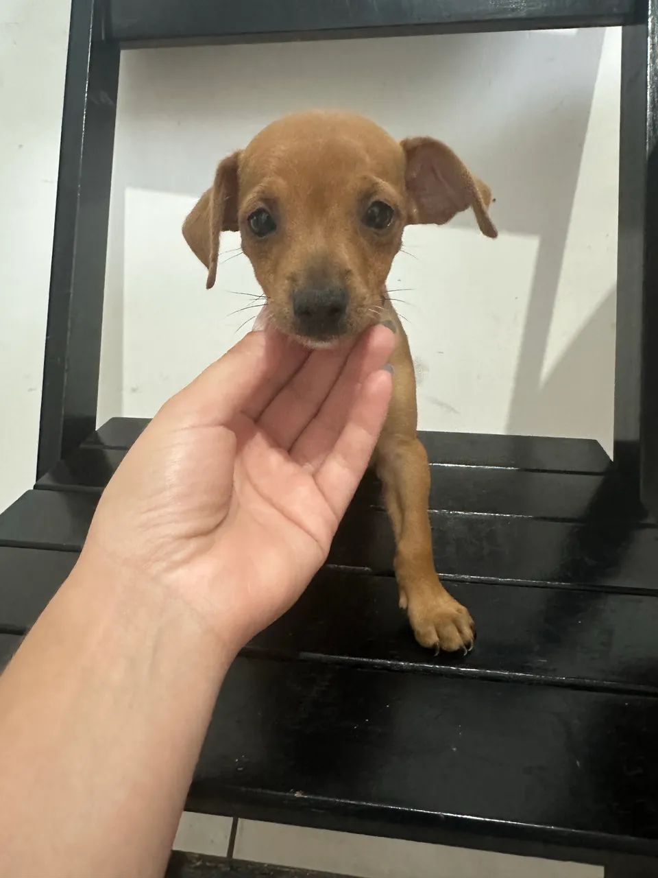 Vendo Pinscher com Basse  - Foto 4