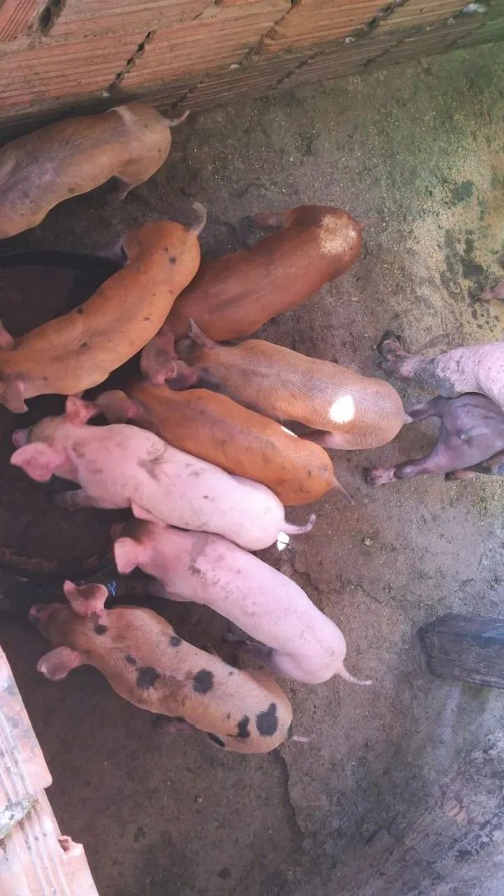 Leitoes duroc/ largewit  - Foto 4