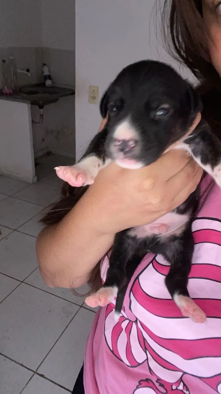 Filhotes 