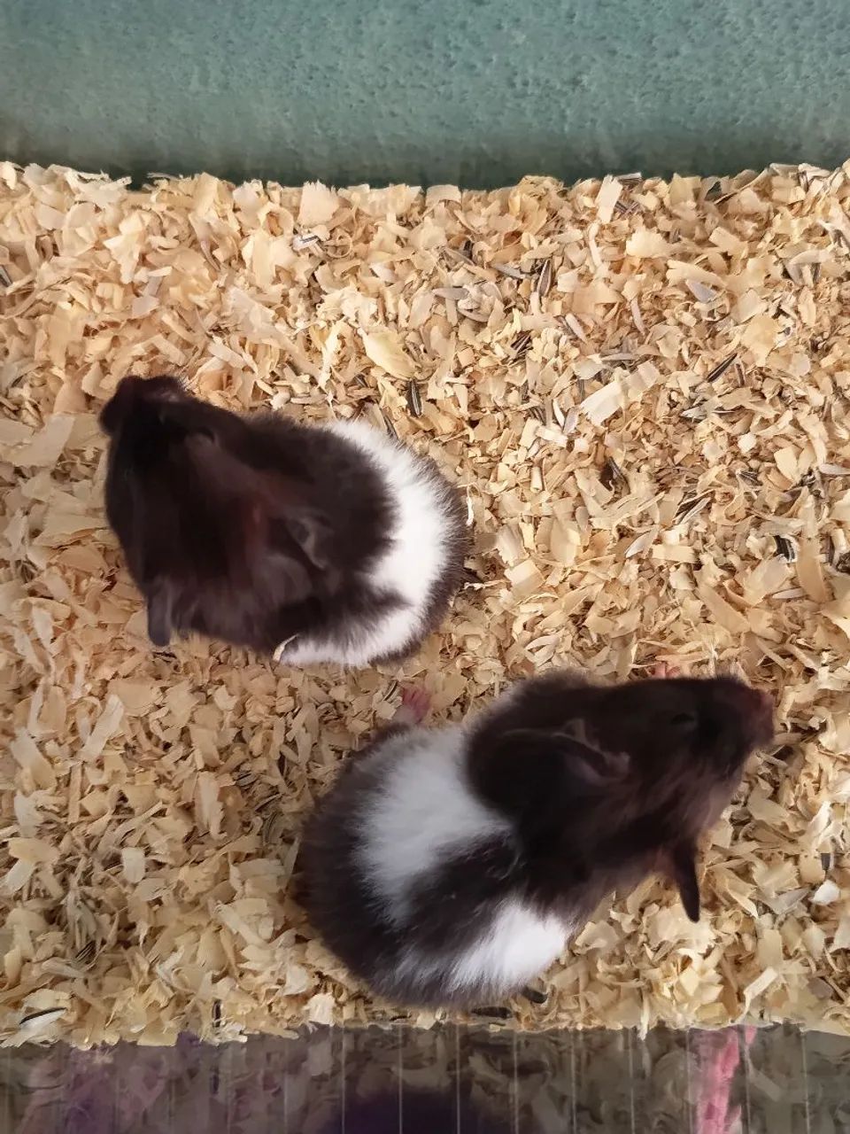 Hamster Sírio Panda