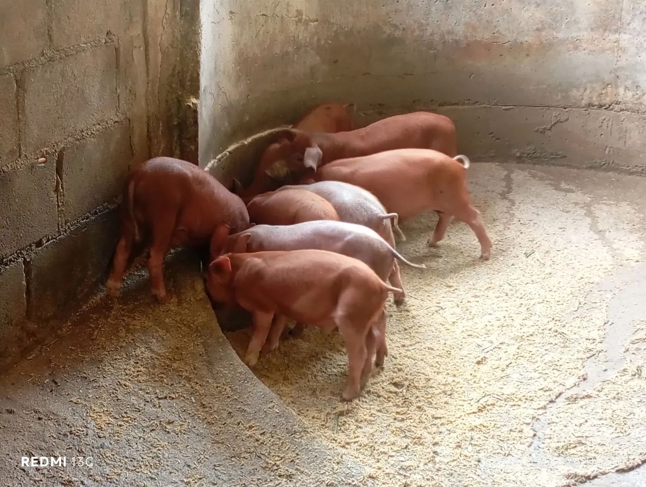Leitões  - Foto 2