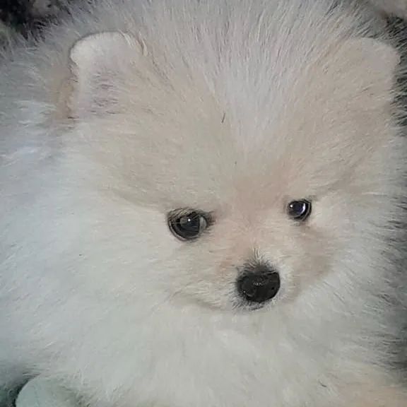 Spitz Alemão  - Foto 2