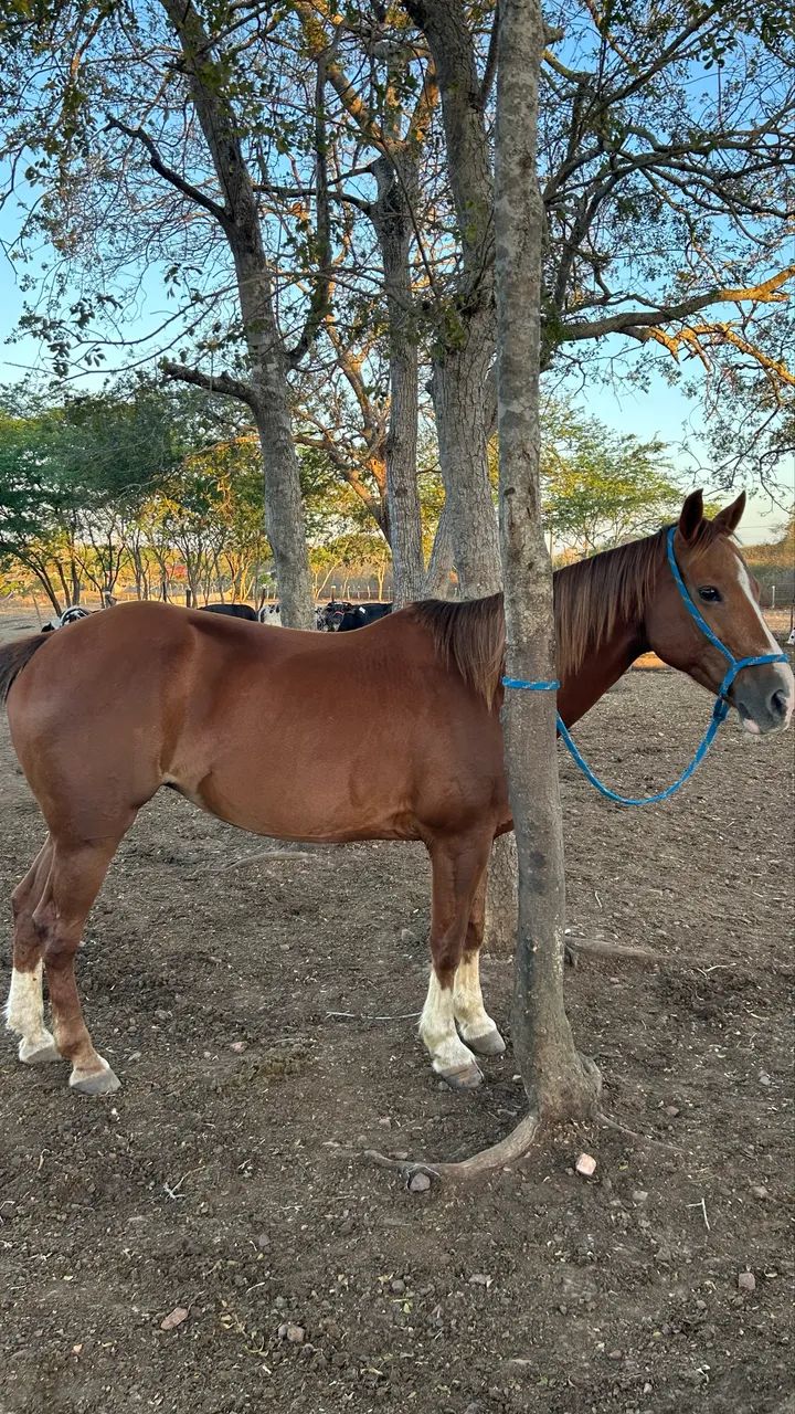 Égua 