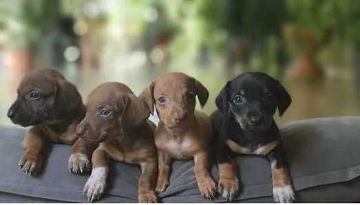 PINSCHER X CHIHUAHUA