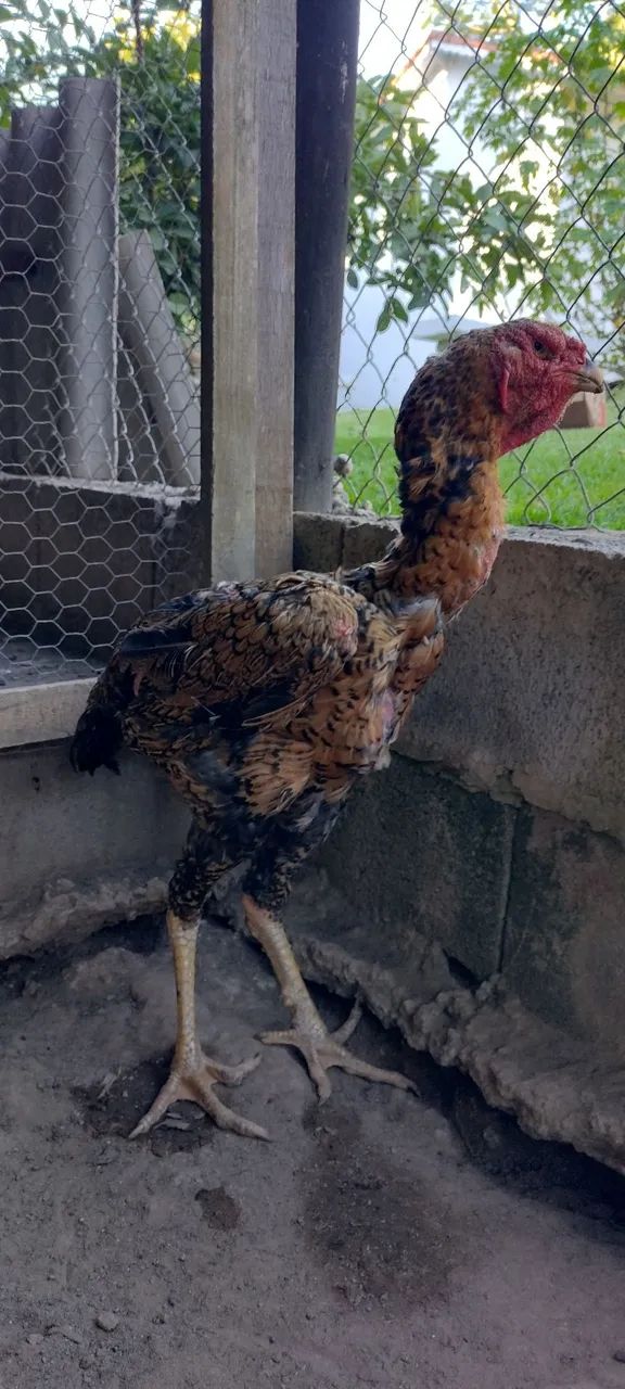 Galinha índio gigante  - Foto 3