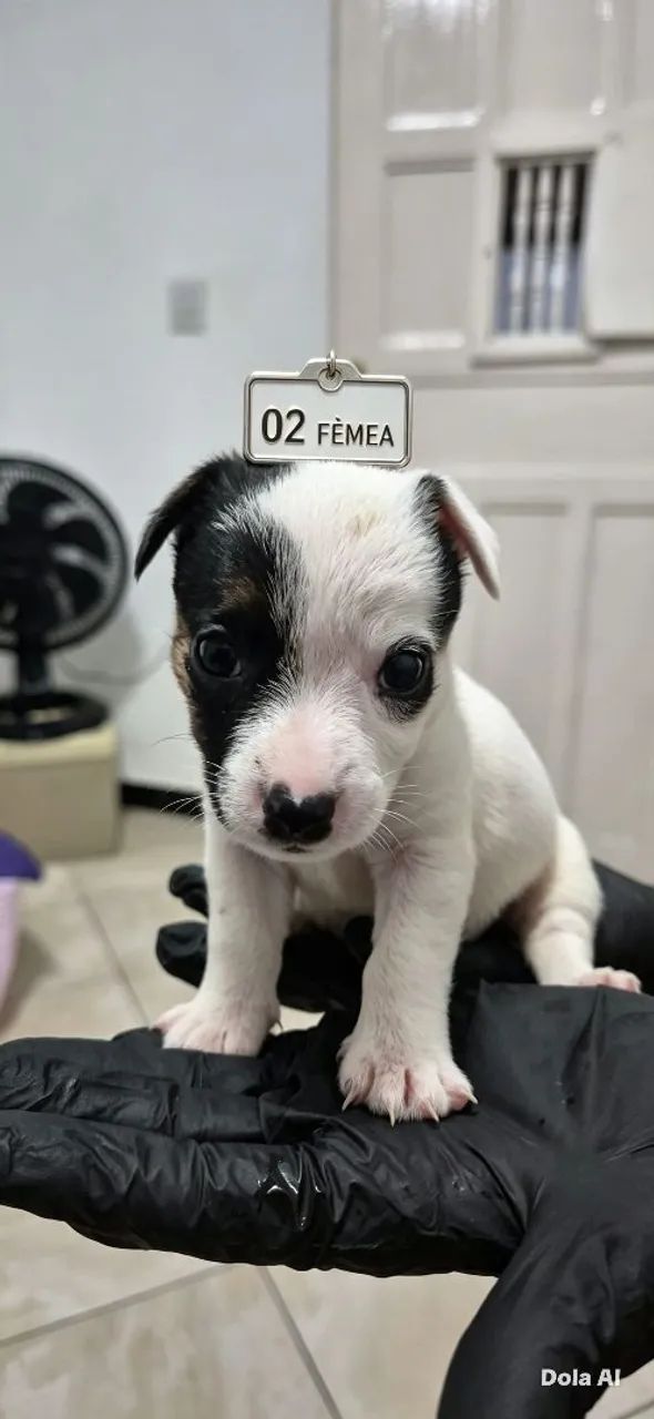 Jack Russell Terrier - Foto 2