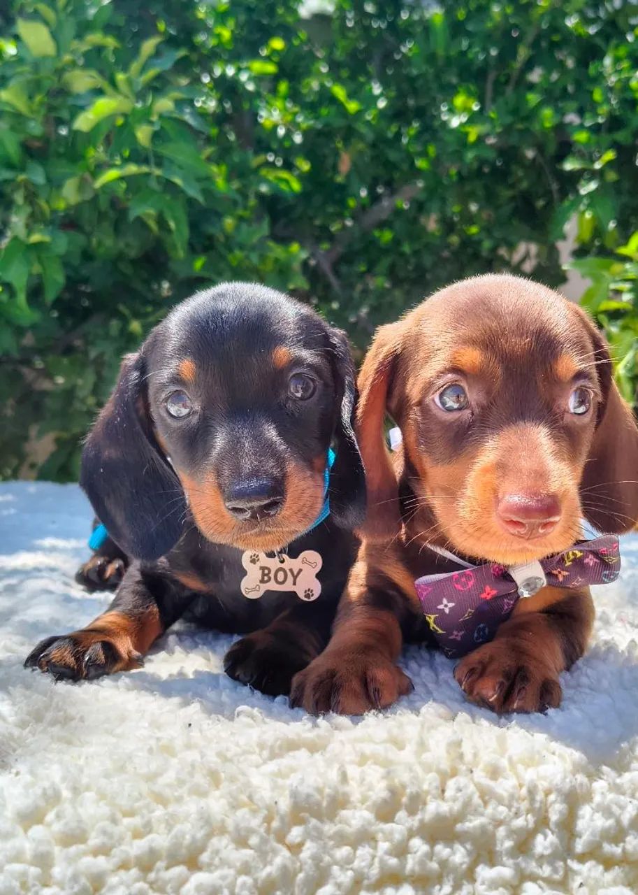 Belíssimos salcichinhas  - Foto 6