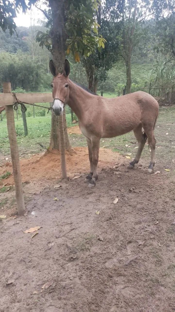 Mula  - Foto 3