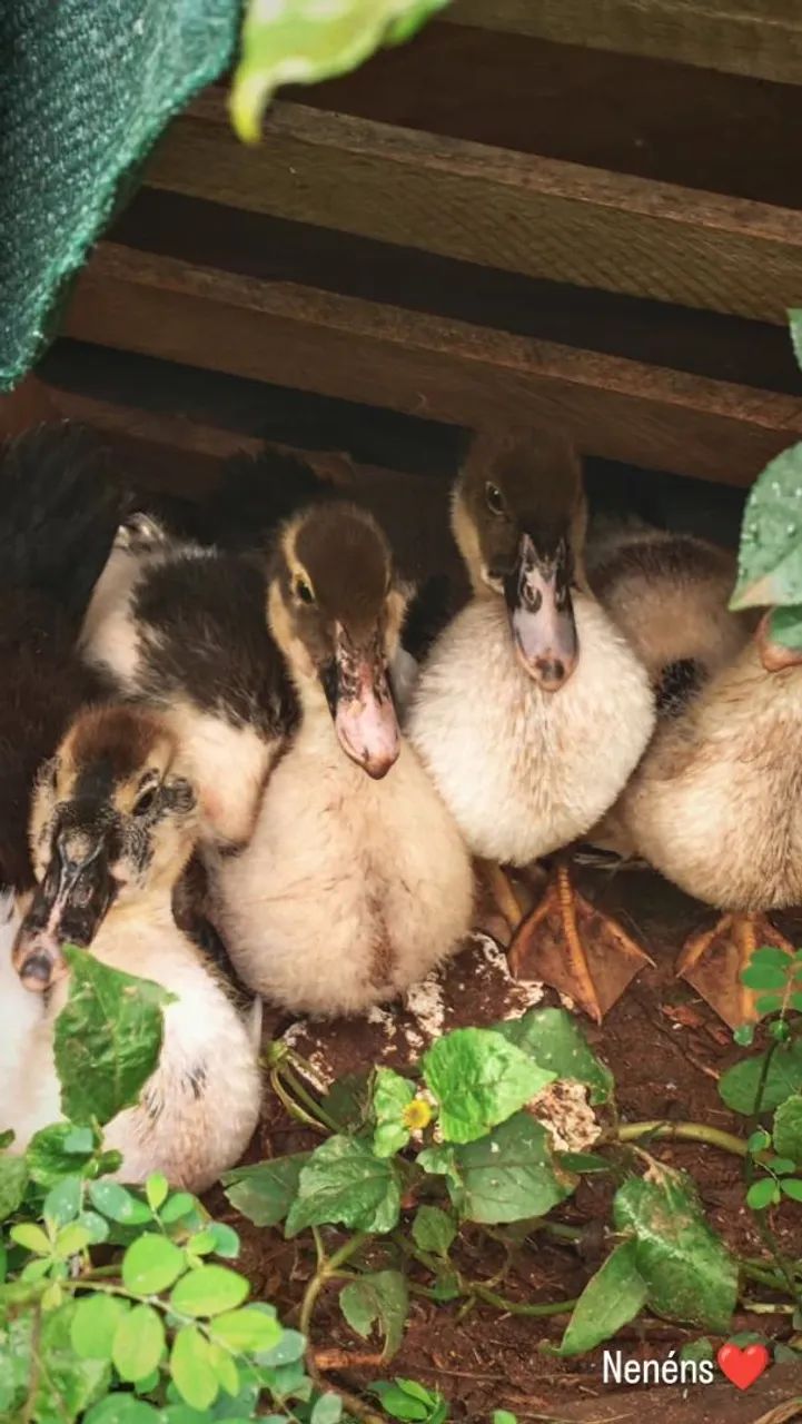 Vende-se patos - Foto 3