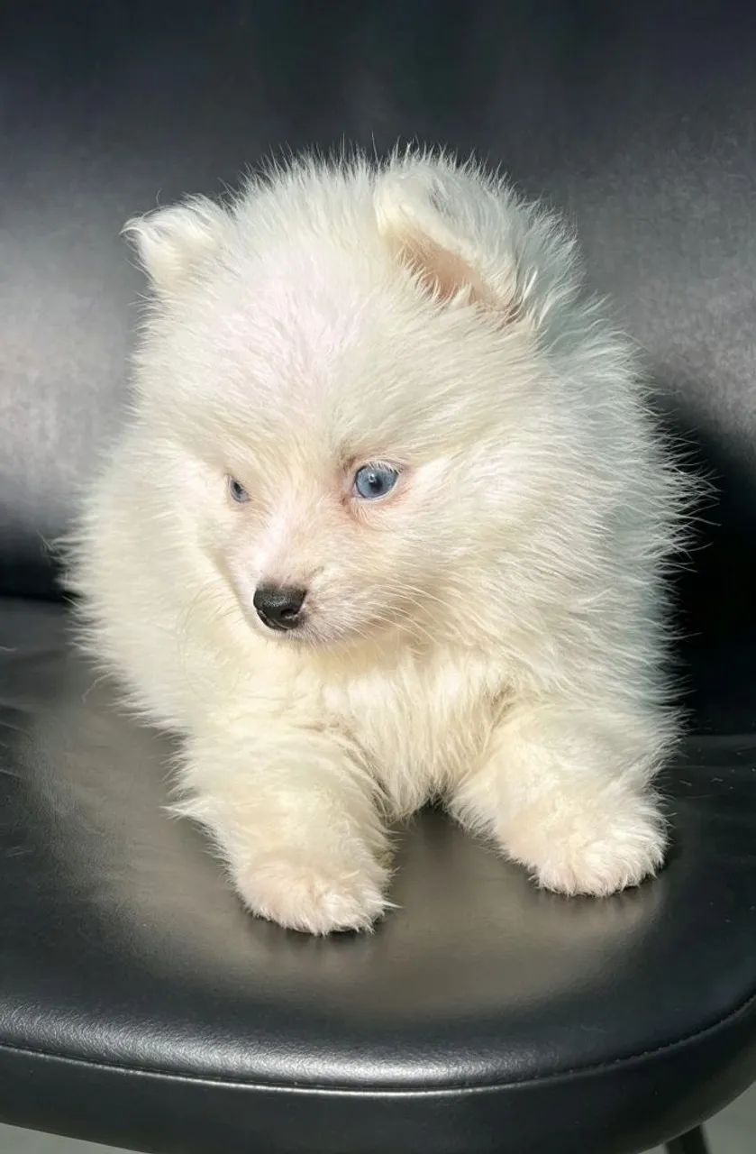 Pomsky mini husky siberiano  - Foto 4