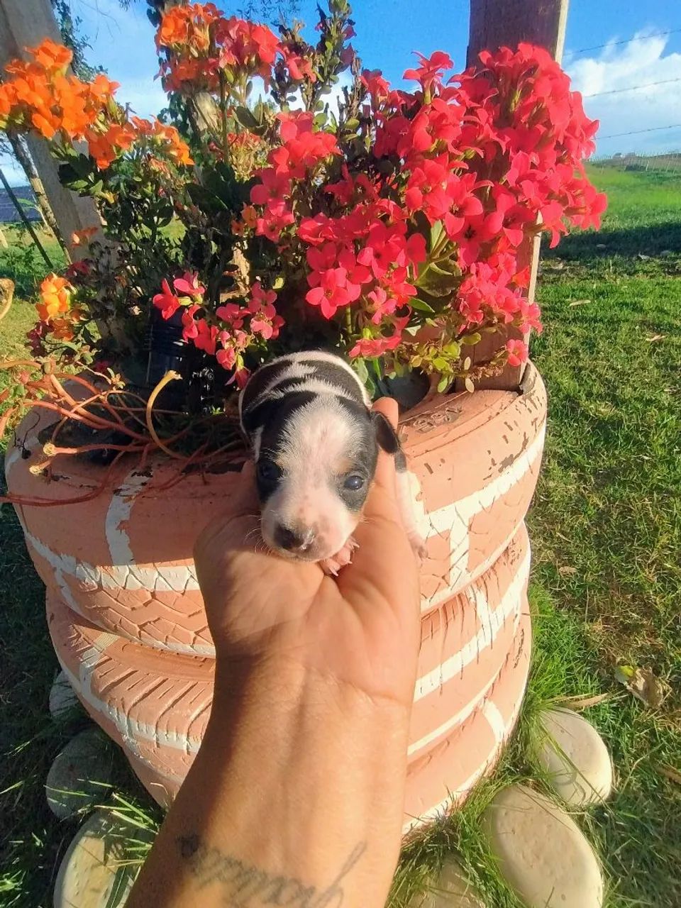 Pinscher  - Foto 4