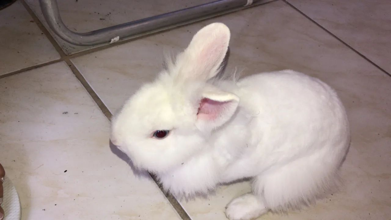 Pet - Foto 4