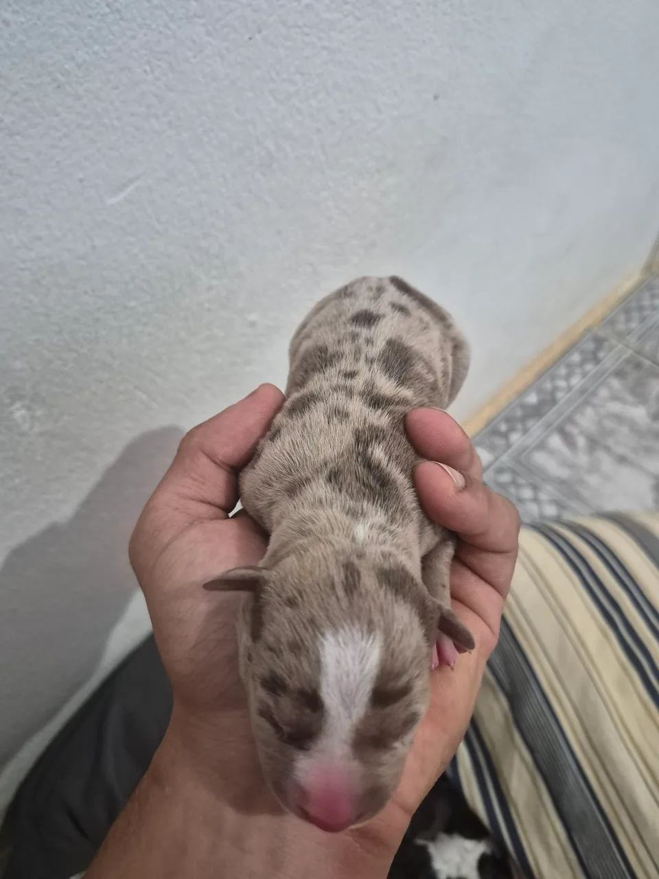 Filhotes pit merle - Foto 4