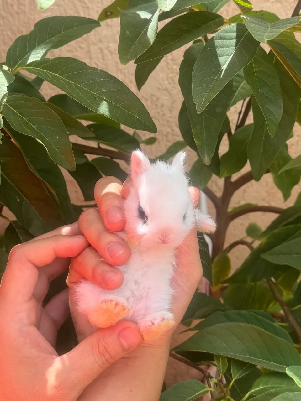Mini Netherland dwarf - Foto 3