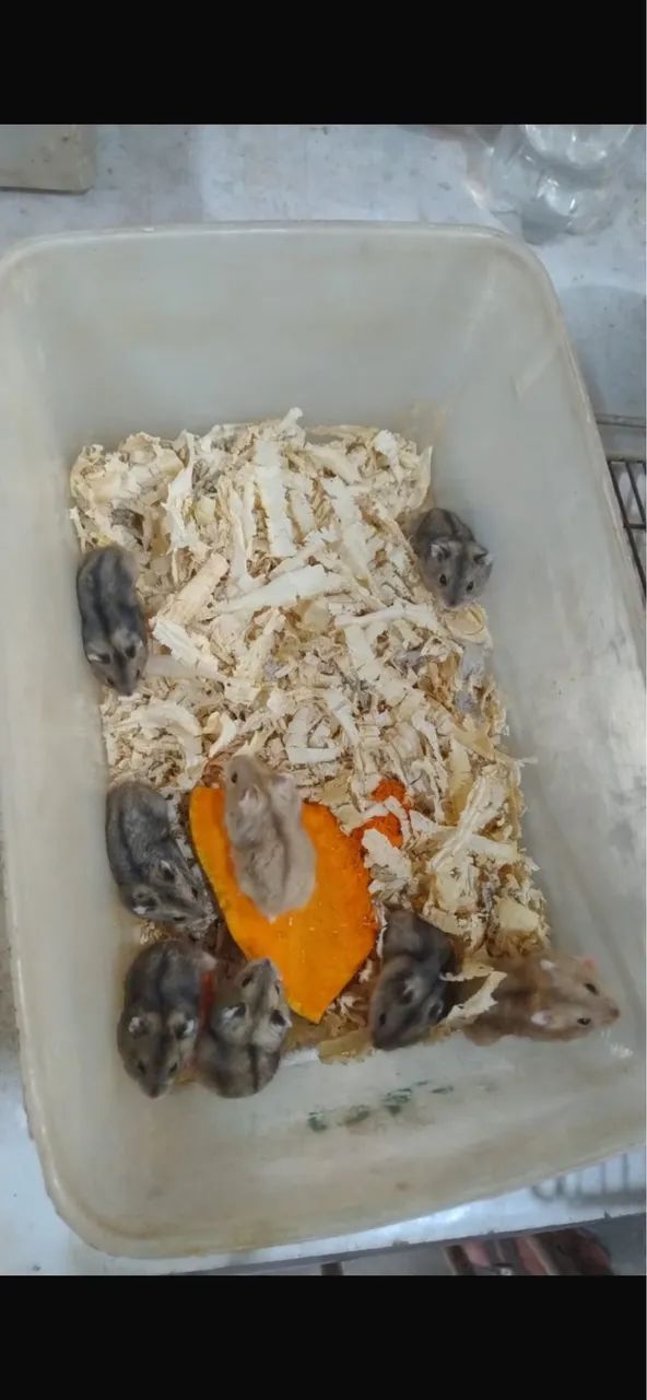 Hamsters russos e sírio 