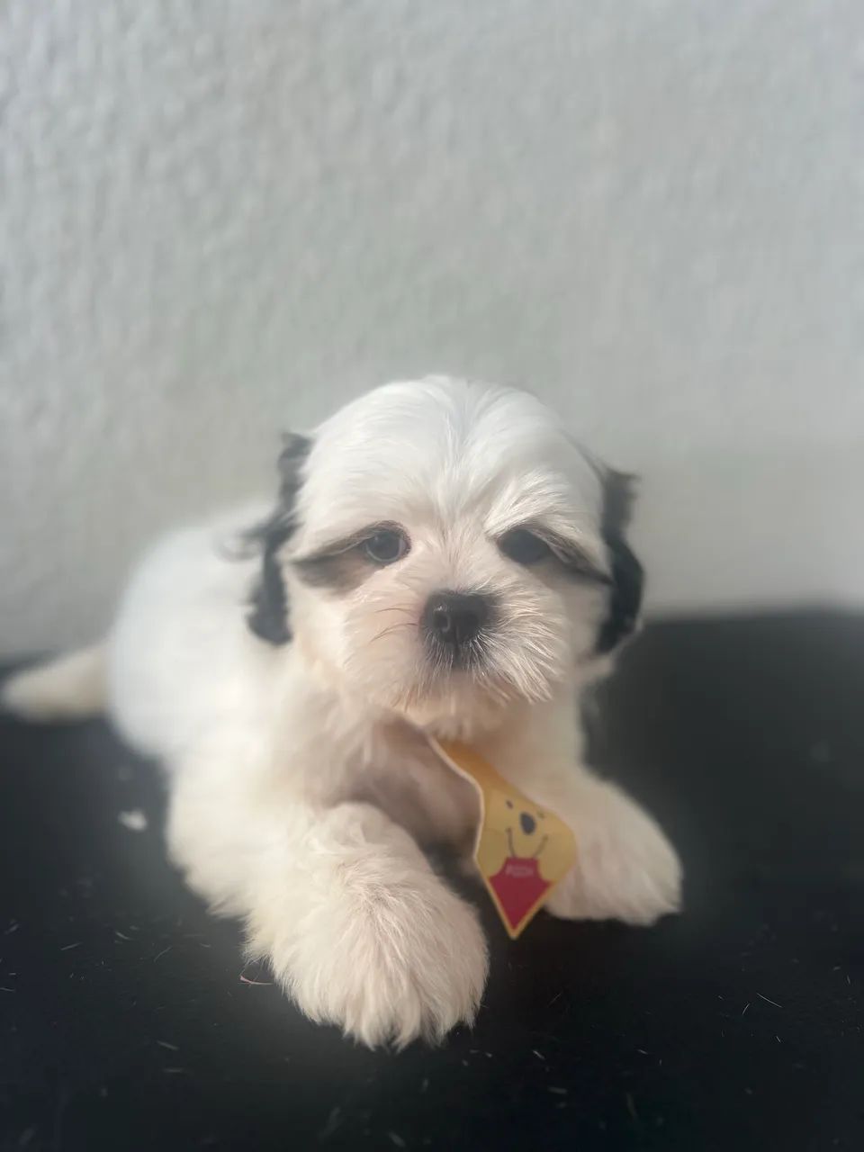 Shihtzu macho  - Foto 2