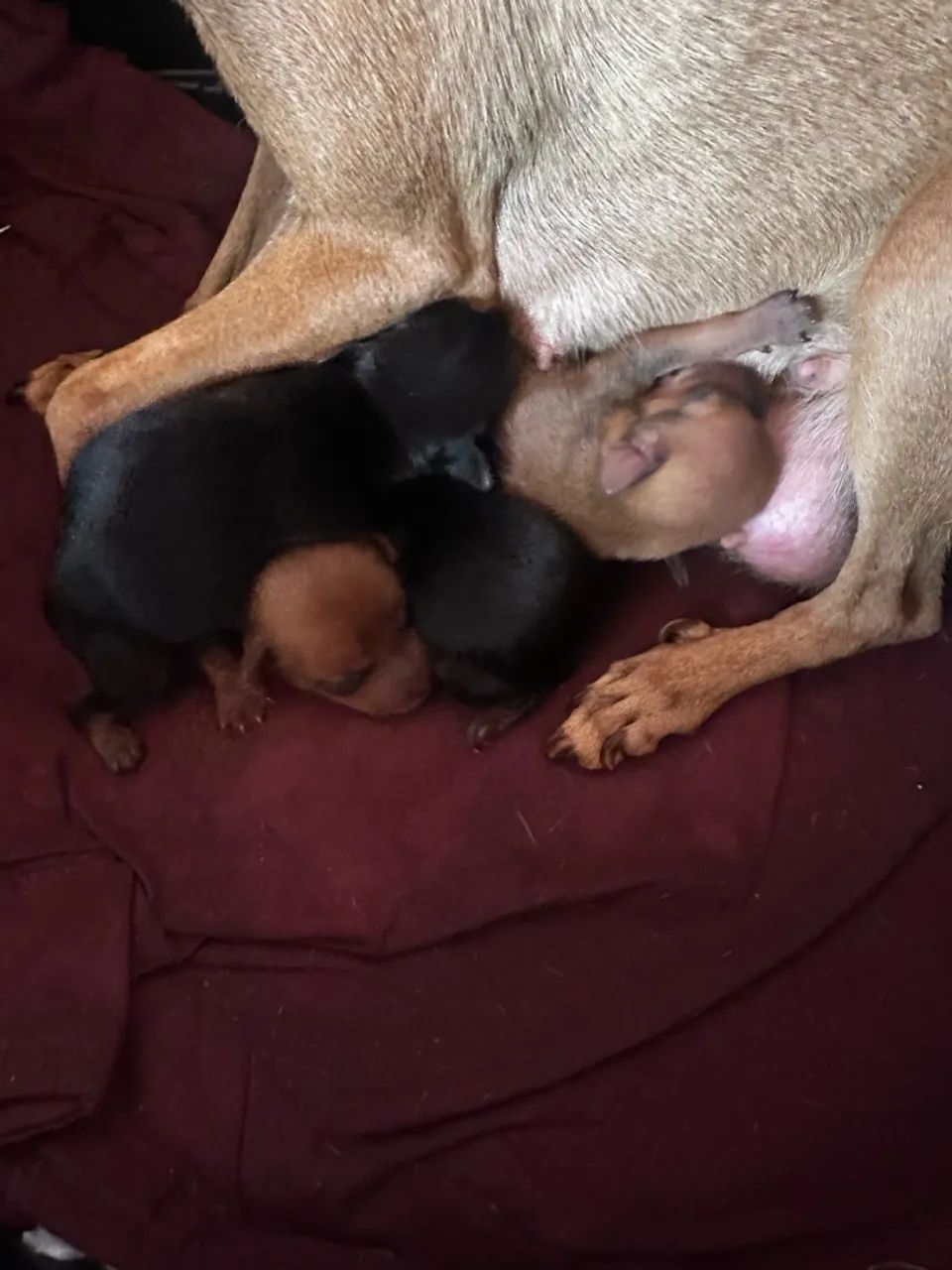 Filhotes de pinscher 0 - Foto 3