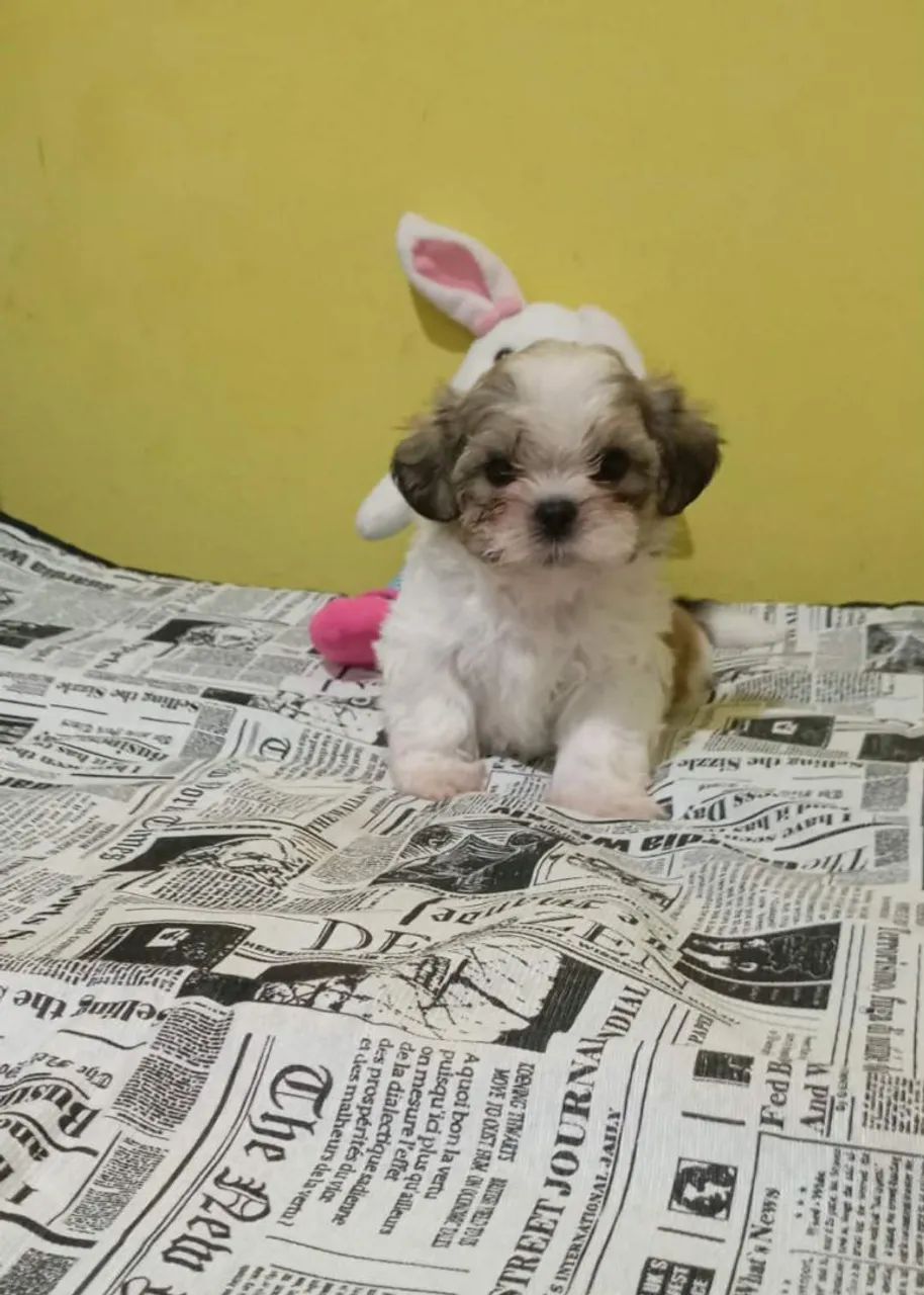Shih tzu - Foto 4