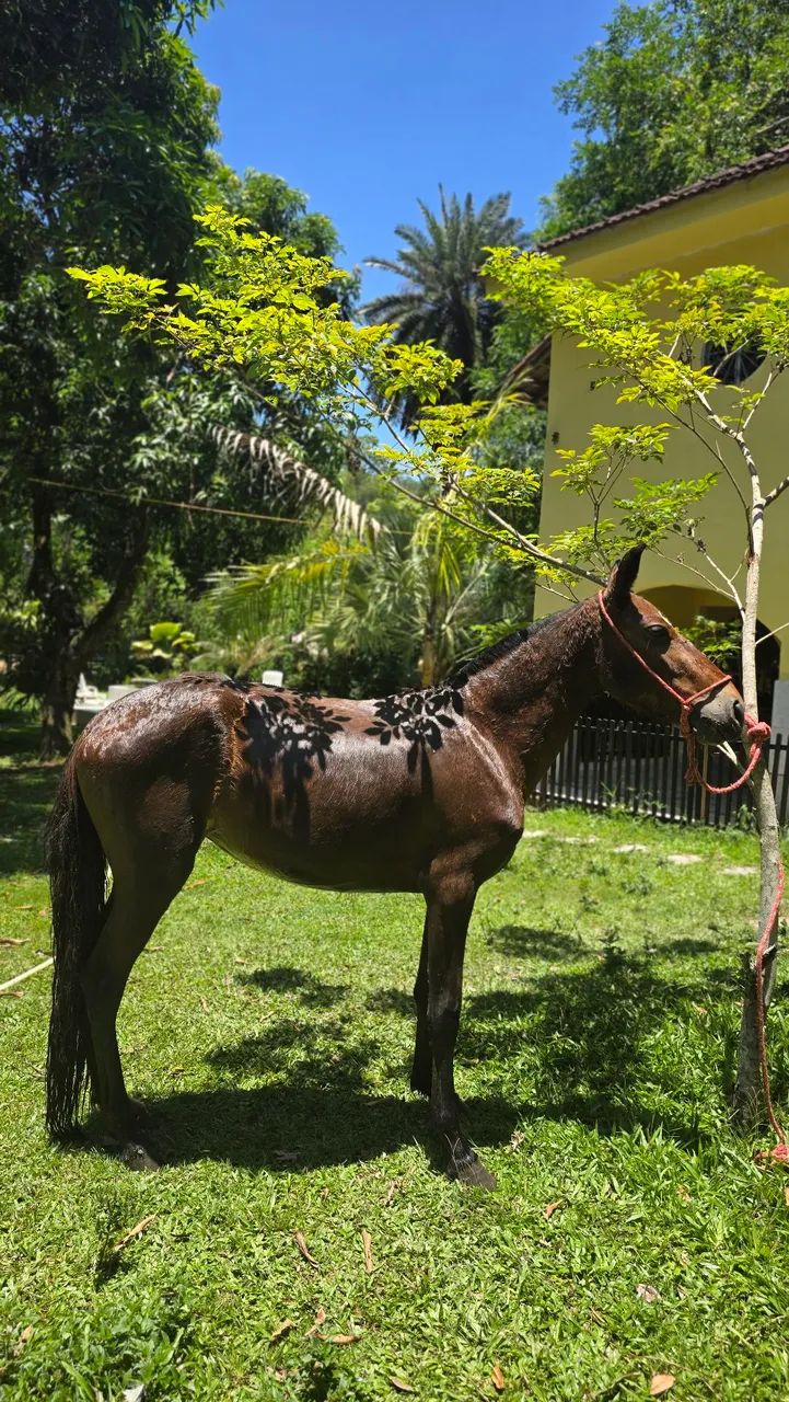 Égua (POTRA) Mangalarga Marcha Picada - Foto 4