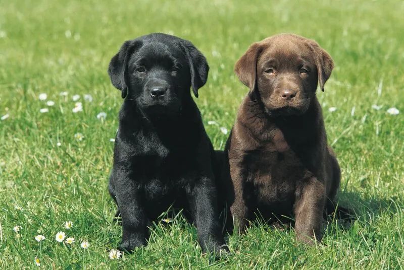 Doasse filhotes de labrador - Foto 2